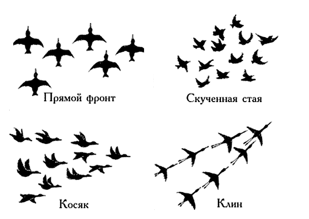 Обезьяна Флора и Фауна Земли