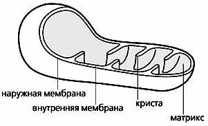 Мембрана крист. Схематичное строение митохондрии. Митохондрии строение черно белое. Строение митохондрии рис 34. Митохондрии строение и функции рисунок.