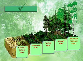 Из каких ярусов может состоять еловый лес составьте схему