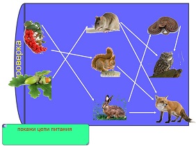 Урок пищевые связи в природных сообществах. 3 Цепи питания животных 5 класс. Пищевая цепь в экваториальном лесу. Пищевая цепочка цепочка экваториальный лес. Природные сообщества карточки.